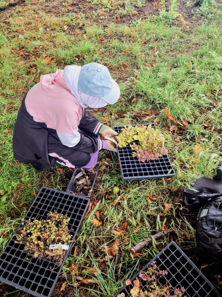 young person over a tray of seedling in a green outdoors environment